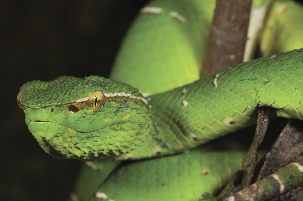 Pit Viper