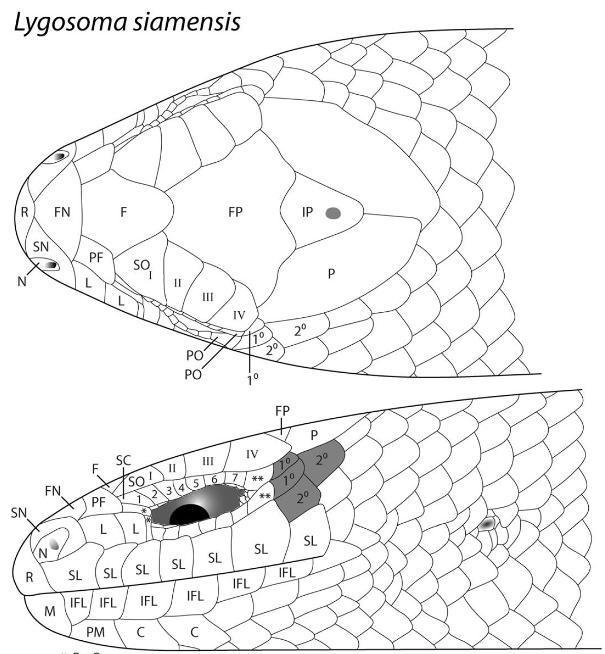 Siler et al. Figure Capture